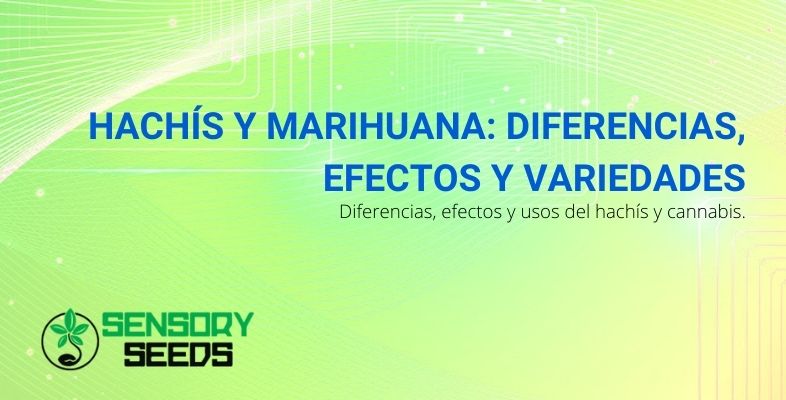 Los efectos, las diferencias entre el hachís y la marihuana y las variedades