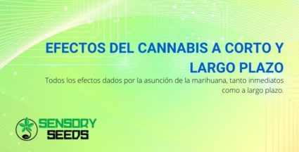 Todos los efectos del cannabis a corto y largo plazo