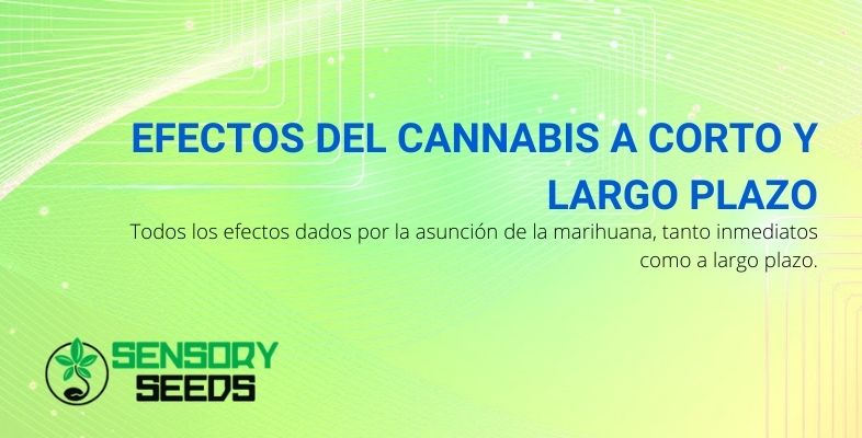 Todos los efectos del cannabis a corto y largo plazo