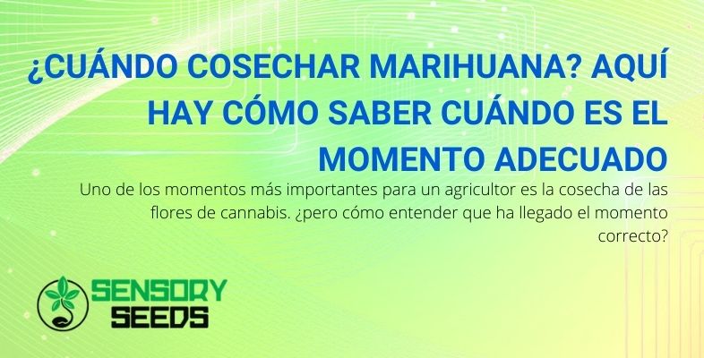 Cómo saber cuándo es el momento adecuado para cosechar marihuana