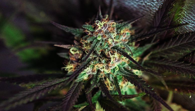 El florecimiento del cannabis post-vegetativo