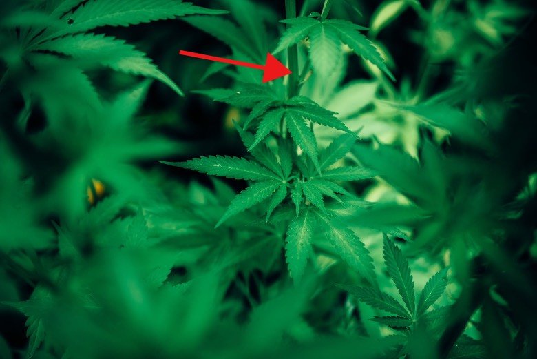 Los nodos de la planta de cannabis.