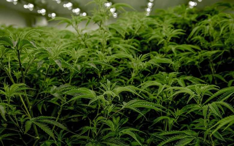 La planta de cannabis hembra tiene el follaje más denso.