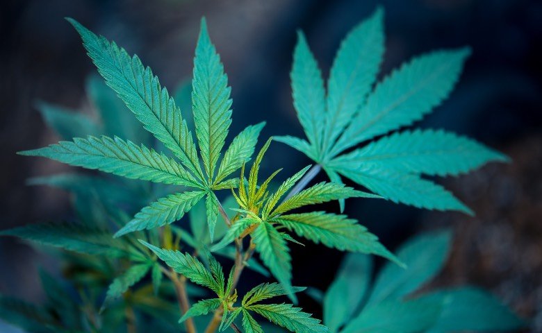 Una planta de cannabis en etapa vegetativa.