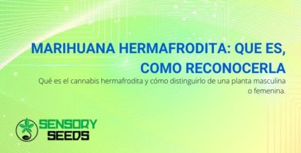 Cómo reconocer la planta de marihuana hermafrodita y distinguirla de las demás