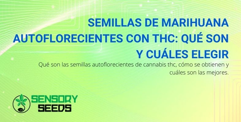 ¿Qué semillas de marihuana THC elegir? ¿Qué son?