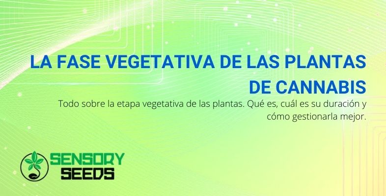 Todo sobre la fase vegetativa del cannabis