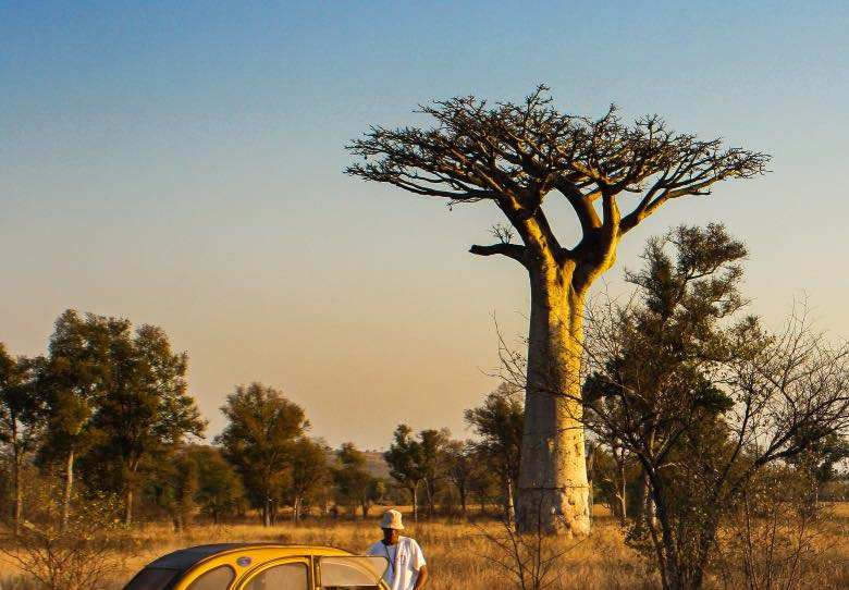 Un baobab con ramas horizontalmente como en el método Scrog