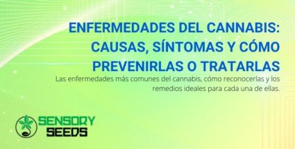 Todo sobre las enfermedades del cannabis.