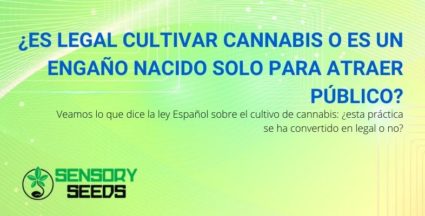 ¿Es legal cultivar cannabis o no?