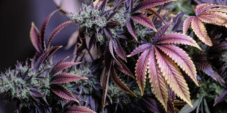 Cultivar flores de cannabis como infracción administrativa