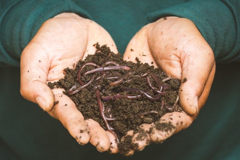 Vermicompost (humus de lombriz)