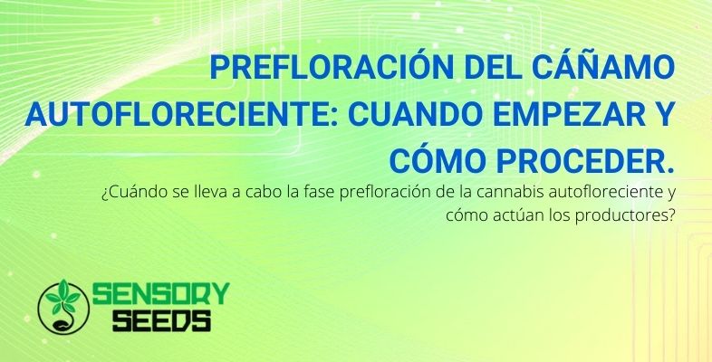 ¿Cuándo comienza la prefloración de las autoflorecientes?