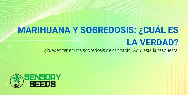 La verdad sobre la sobredosis de marihuana