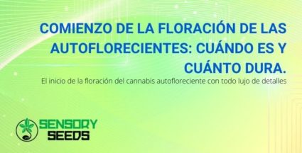 Autofloreciente: ¿cuándo comienza la floración y cuánto dura?