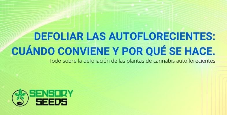 ¿Cuándo y por qué se deshojan las autoflorecientes?