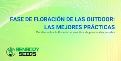 La etapa de floración al aire libre