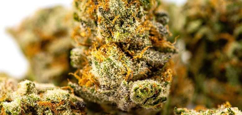 Flor de cannabis con tricomas maduros