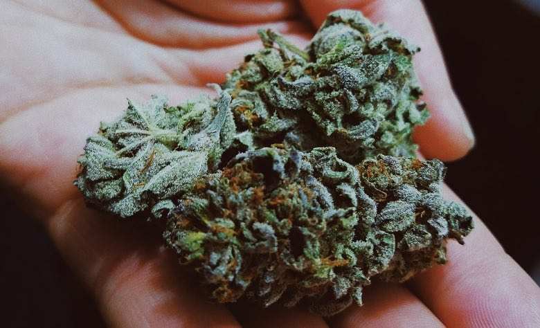 Flor de cannabis cubierta de tricomas