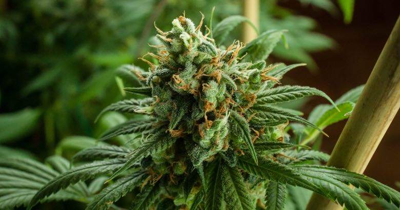 Flores de cannabis fertilizadas