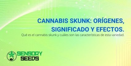 Los orígenes, significado y efectos del cannabis Skunk