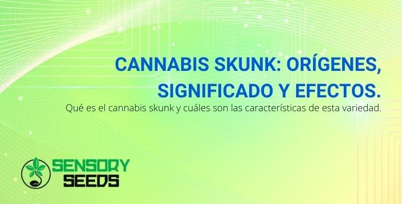 Los orígenes, significado y efectos del cannabis Skunk