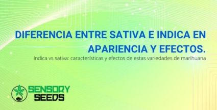 Todas las diferencias entre el cannabis Sativa e Indica