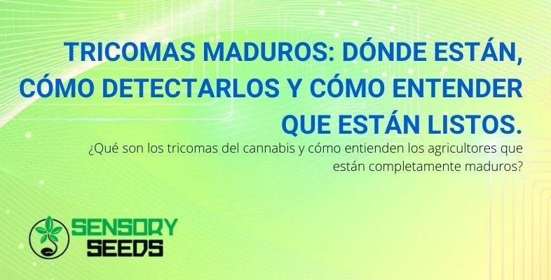 ¿Dónde se encuentran los tricomas y cómo saber cuándo están maduros?