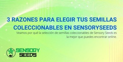 3 razones para elegir Sensoryseeds para sus semillas coleccionables