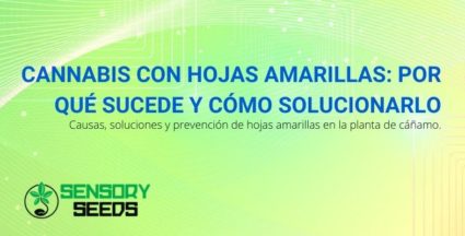 Causas y soluciones de las hojas amarillas en el cannabis