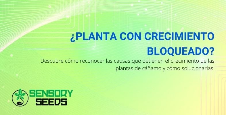 Cómo remediar si el crecimiento de su planta se estanca o se ralentiza