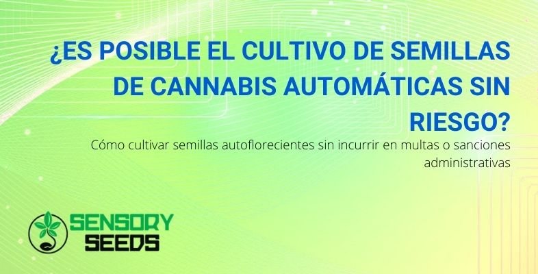 ¿Cómo se pueden cultivar semillas de cannabis autoflorecientes sin correr el riesgo de sufrir penalizaciones?