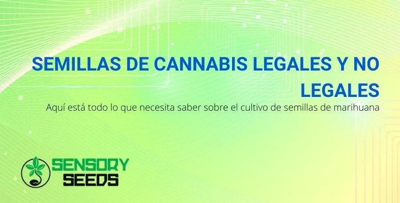 Todo sobre el cultivo de semillas de cannabis legales y no legales