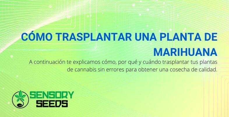 Aquí se explica cómo trasplantar una planta de marihuana sin falta