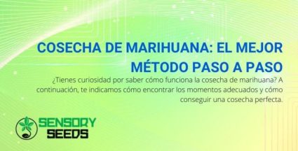 A continuación se explica cómo identificar el mejor momento para cosechar la marihuana.