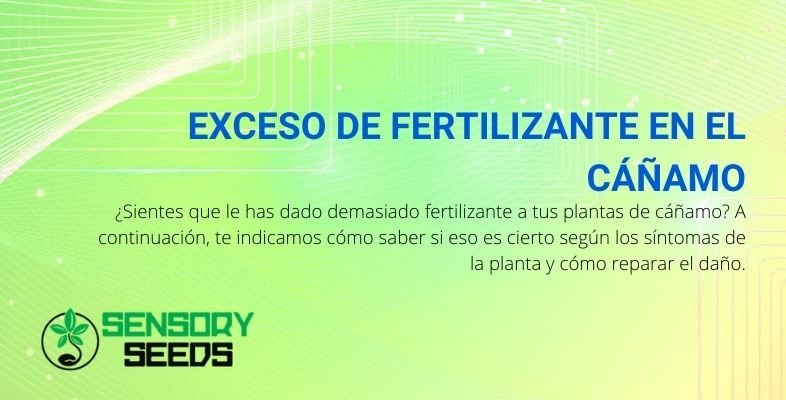 Cómo reconocer (y remediar) si ha fertilizado en exceso sus plantas de cáñamo