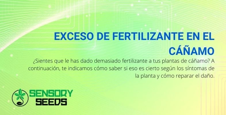 Cómo reconocer (y remediar) si ha fertilizado en exceso sus plantas de cáñamo