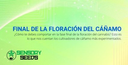 Cómo comportarse en la etapa final de la floración del cannabis.