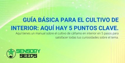 Guía de 5 pasos para el cultivo de cannabis en interiores