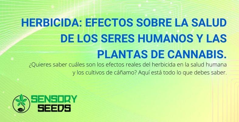 Los efectos del herbicida en humanos y plantas de cannabis.