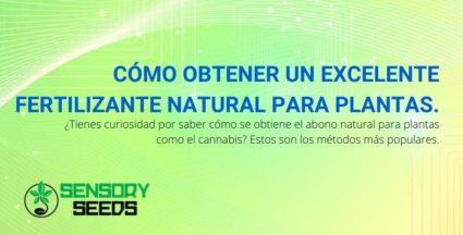 A continuación te explicamos cómo puedes hacer un abono natural para las plantas verdes.