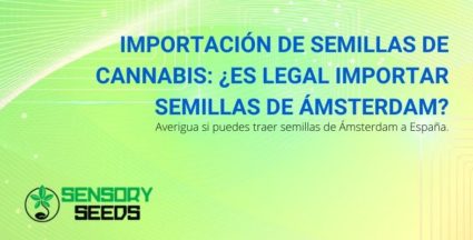 ¿Se pueden importar semillas de cannabis de Ámsterdam a España?