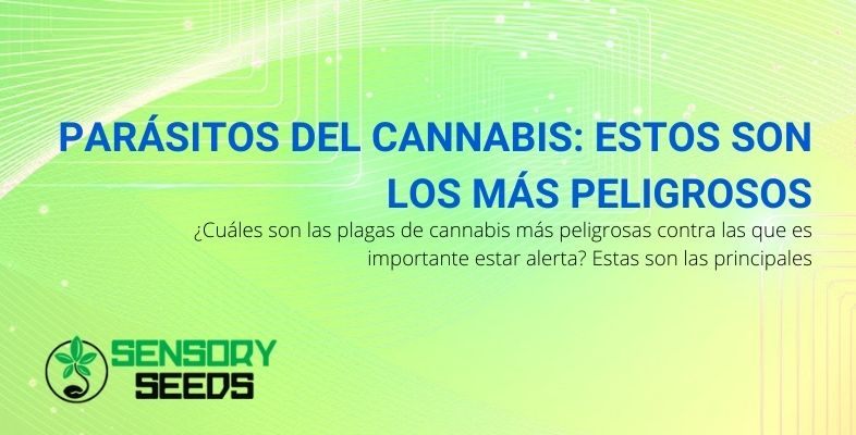 Descubra cuáles son los parásitos más peligrosos para el cannabis