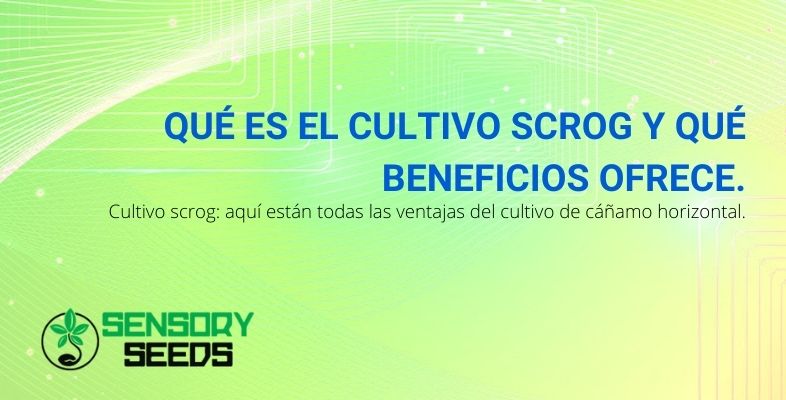 ¿Qué es y cuáles son las ventajas del cultivo horizontal scrOG?