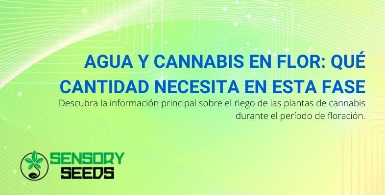 ¿Cuánta agua necesita el cannabis en la fase de floración?