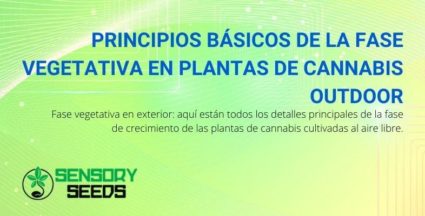 Fase vegetativa de las plantas de cannabis: principios básicos en el cultivo exterior