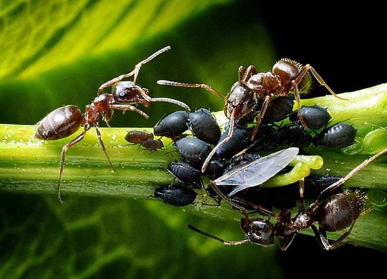 Insectos y parásitos del cannabis