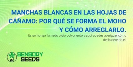 ¿Por qué aparecen manchas blancas en las hojas de cannabis y cómo se pueden arreglar?