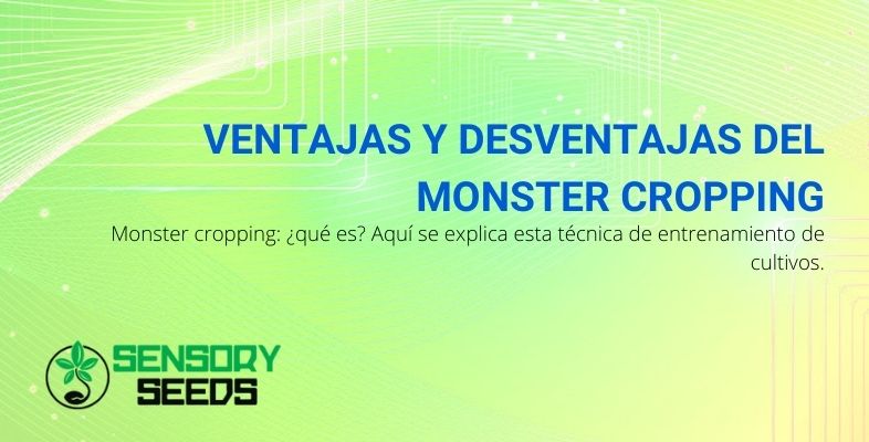 ¿Cuáles son las ventajas y desventajas de Monster Cropping? ¿Qué es eso?