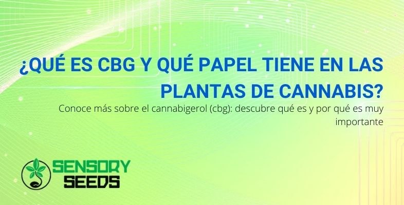 ¿Qué es CBG y qué papel juega en la planta de cannabis?